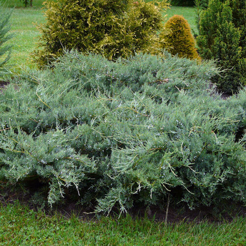 Можжевельник виргинский Грей Оул/Juniperus virginiana Grey Owl 80-100 С15/С25