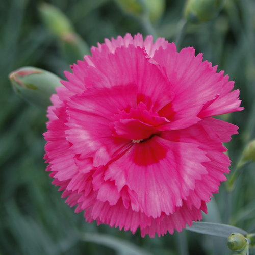 Гвоздика перистая Тиклед Пинк/Dianthus plumarius Tickled Pink С2