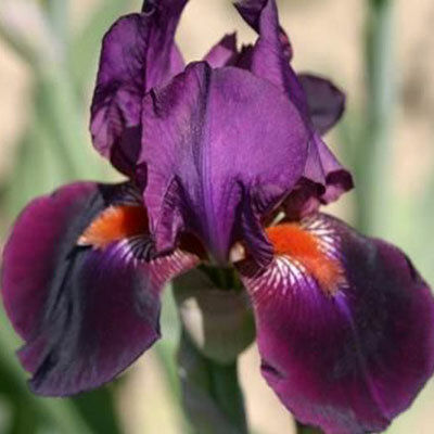 Ирис бородатый (германский) Амстердам/Iris germanica Amsterdam С3