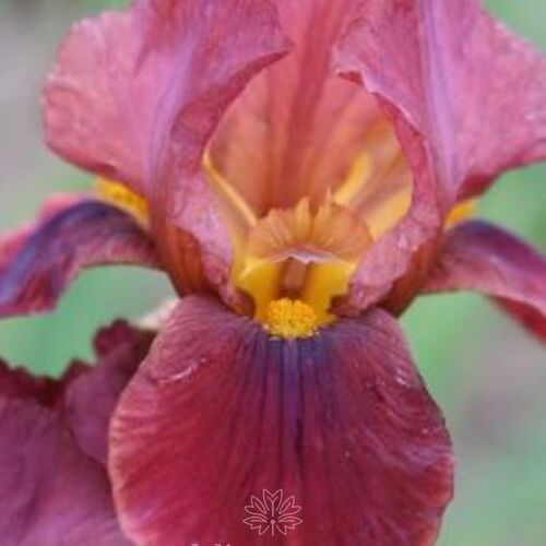 Ирис бородатый (германский) Куичи/Iris germanica Quechee С3