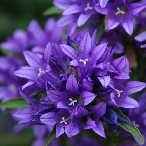 Колокольчик скученный Королина/Campanula glomerata Freya С5