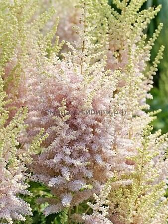 Астильба китайская Элдберри Кейк /Astilbe chinensis Elderberry Cake Р1,5