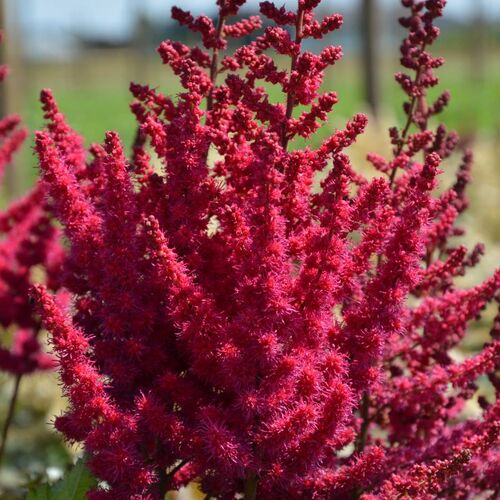 Астильба китайская Кардинал /Astilbe chinensis Cardinal Р1,5