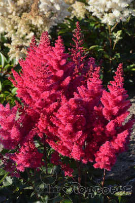 Астильба гибридная Санни Дэй/Astilbe Hybrid Sunny Day   Р1,5