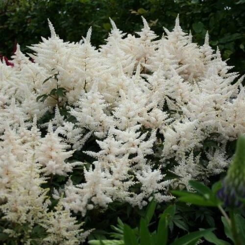 Астильба японская Глэдстоун/Astilbe japonicai Gladstone Р1,5