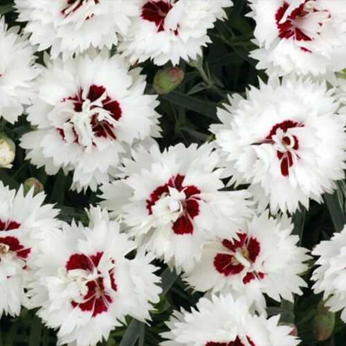 Гвоздика перистая Шоугёрл/Dianthus plumarius Showgirl Р1,5