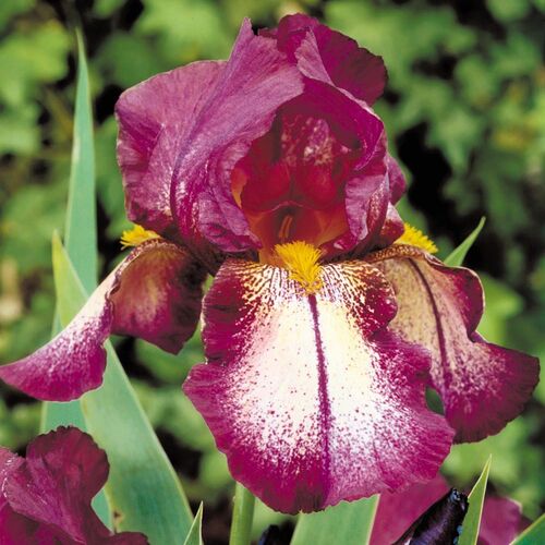 Ирис бородатый (германский) Аттеншн Плиз/Iris germanica Attention Please  Р1,5