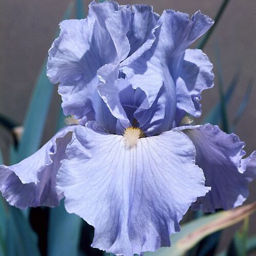 Ирис бородатый (германский) Баблинг Брук/Iris germanica Babbling Brook Р1,5