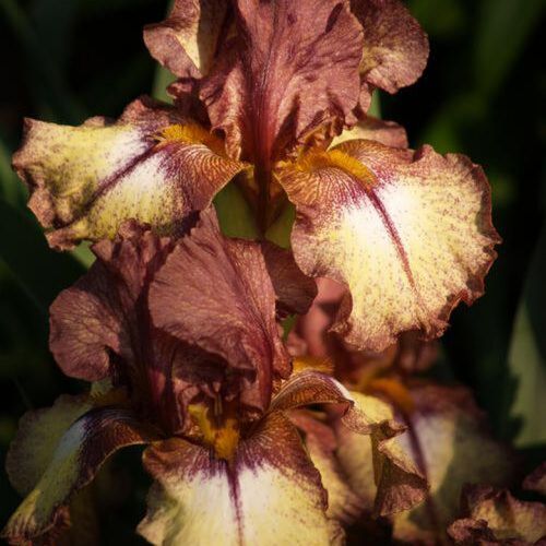 Ирис бородатый (германский) Бургунди Браун/Iris Germanica Burgundy Brown Р1,5