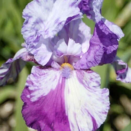Ирис бородатый (германский) Шазам/Iris germanica Shazam Р1,5