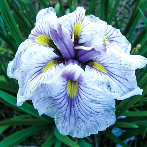 Ирис мечевидный Грейвудс Катрина /Iris ensata Greywoods Catrina Р1,5