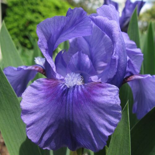Ирис карликовый Банбури Раффлс/Iris pumila Banbury Ruffles Р1,5