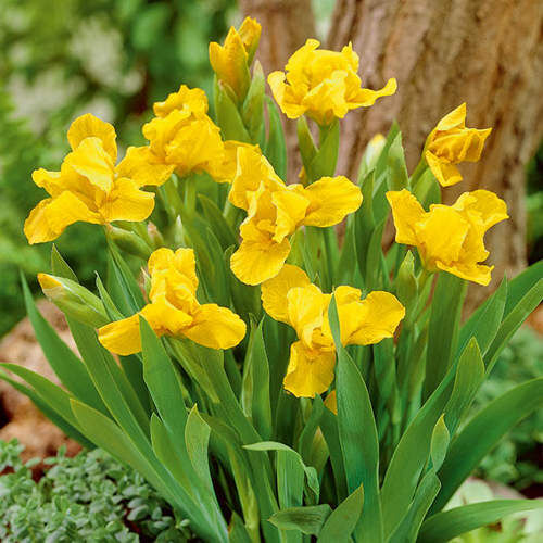 Ирис карликовый Брасси/Iris pumila Brassie Р1,5