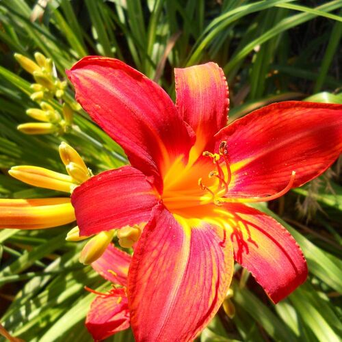 Лилейник гибридный Кемпфайр Эмберс/Hemerocallis hybrida Campfire Embers Р1,5