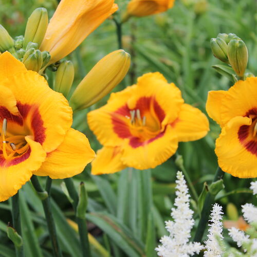 Лилейник гибридный Фулед Ми/Hemerocallis hybrida Fooled Me Р1,5