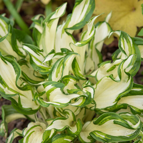 Хоста гибридная Киви Сперминт/Hosta hybrid Kiwi Spearmint Р1,5