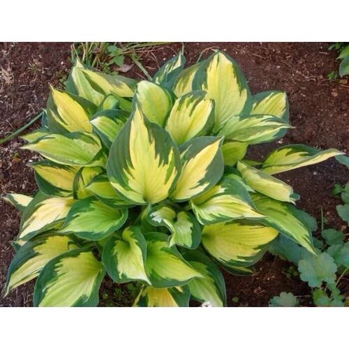 Хоста гибридная Морнинг Стар/Hosta hybrid Morning Star Р1,5