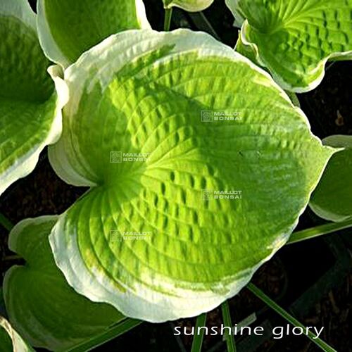 Хоста гибридная Саншайн Глори/Hosta hybrid Sunshine Glory Р1,5