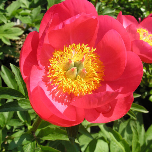 Пион молочноцветковый Флэйм/Paeonia lactiflora Flame С3