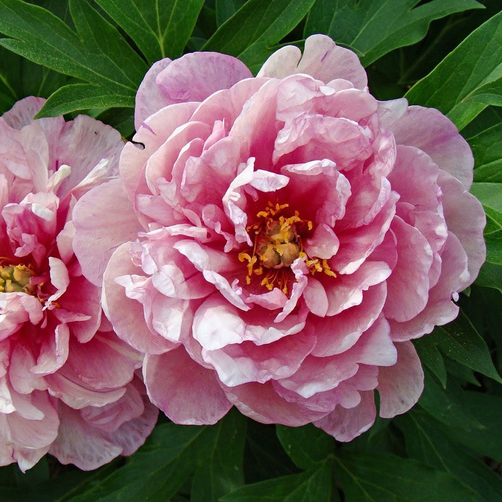 Пион ИТО гибрид Пинк Дабл Денди/Paeonia Itoh-hybrid Pink Double Dandy С5