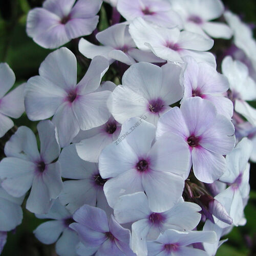 Флокс метельчатый Блю Айс/Phlox paniculata Blue Ice Р1,5