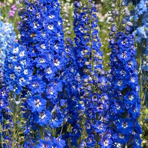 Дельфиниум культурный Блю Берд/Delphinium cultorum Blue Bird Р1,5