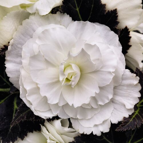 Бегония клубневая Нонстоп Джой Мокка Уайт/Begonia tuberhybrida Nonstop Joy Mocca White P1