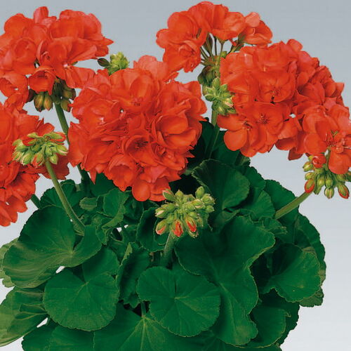 Пеларгония зональная Тоскана Кастелло Оранж/Pelargonium zonale Toscana Castello Orange (Erik) Р1