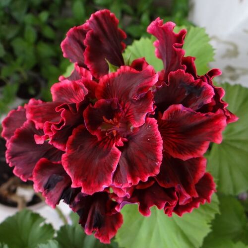 Пеларгония королевская Элеганс Фрэнни/Pelargonium grandiflorum Elegance Franny Р1