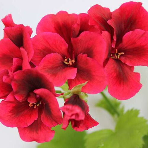 Пеларгония королевская Элеганс Розанн/Pelargonium grandiflorum Elegance Rosanna Р1