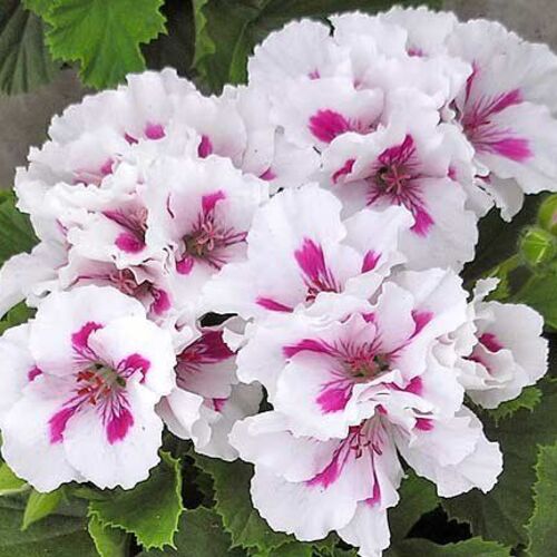 Пеларгония королевская Элеганс Роялти Уайт/Pelargonium grandiflorum Elegance Royalty White Р1