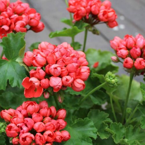 Пеларгония тюльпановидная Red Pandora/Pelargonium tulipifera Red Pandora Р1