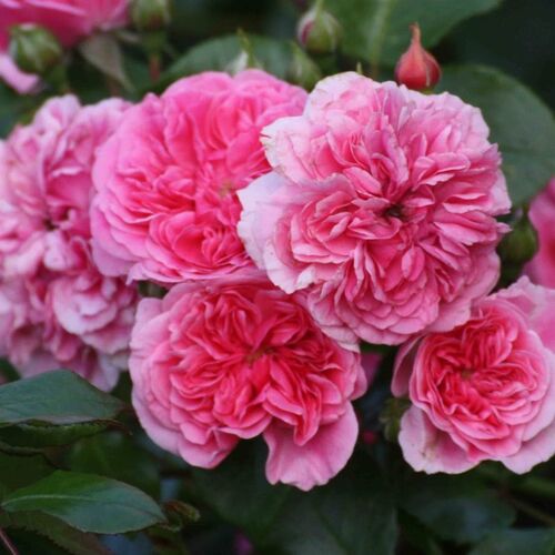 Роза почвопокровная Пинк Свани/Pink Swany C6
