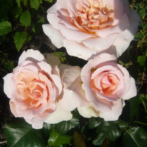 Роза флорибунда Иоганн Штраус/Johann Strauss C6