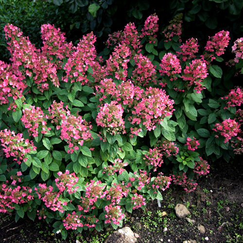 Гортензия метельчатая Мэджикал Фаер/Hydrangea paniculata Magical Fire 40-60 С7,5