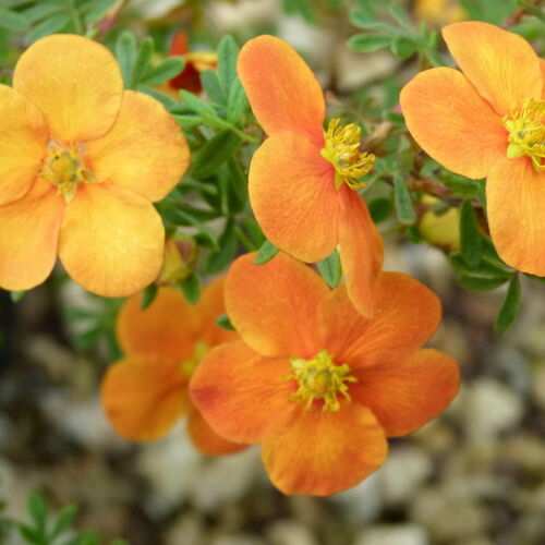 Лапчатка кустарниковая Хопли Оранж/Potentilla fruticosa Hopley Orange 25-30 С3