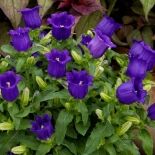 Колокольчик средний Кампана Дип Блю/Campanula medium Campana Deep Blue Р1,5