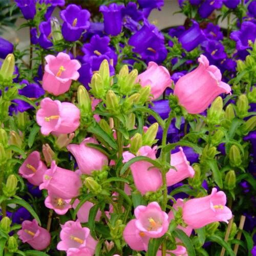 Колокольчик средний Кампана Пинк/Campanula medium Campana Pink Р1,5