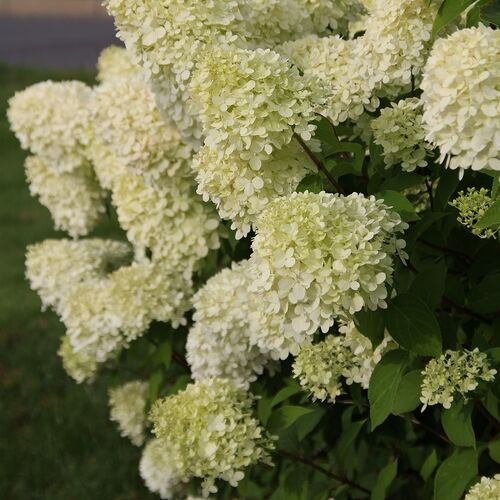 Гортензия метельчатая Литл Альф/Hydrangea paniculata Little Alf 40-60 С5