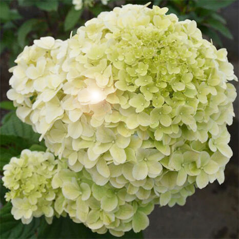 Гортензия метельчатая Диамантино/Hydrangea paniculata Diamantino 60-80 С15/С20