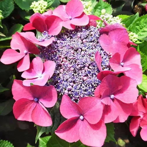 Гортензия крупнолистная Кардинал Блю/Hydrangea macrophylla Kardinal Blue С3