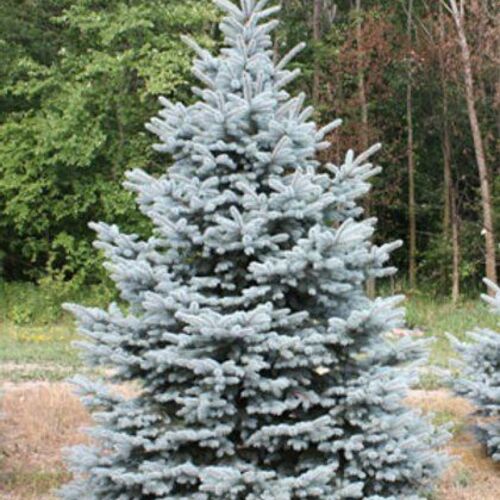 Ель колючая Бэби Блю/Picea pungens Baby Blue 80-100 В/С50