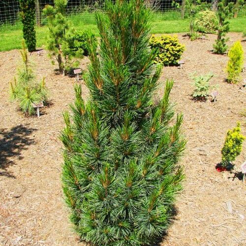 Сосна кедровая европейская Стрикта/Pinus cembra Stricta 50-60 В (Верещак)