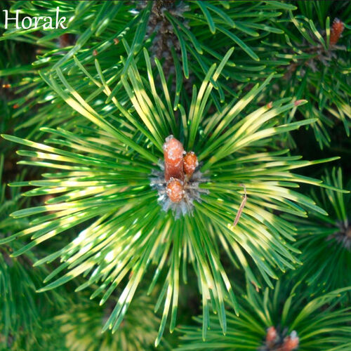 Сосна горная Сильванус Тарка/Pinus mugo Silvanus Tarka 60-80 С10 (Верещак)