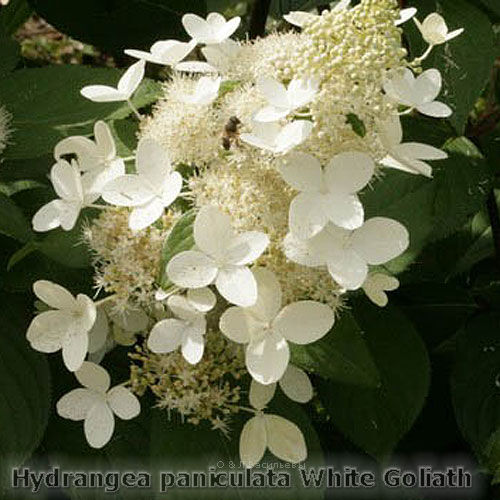 Гортензия метельчатая Голиаф/Hydrangea paniculata Goliath (Ч22) С3