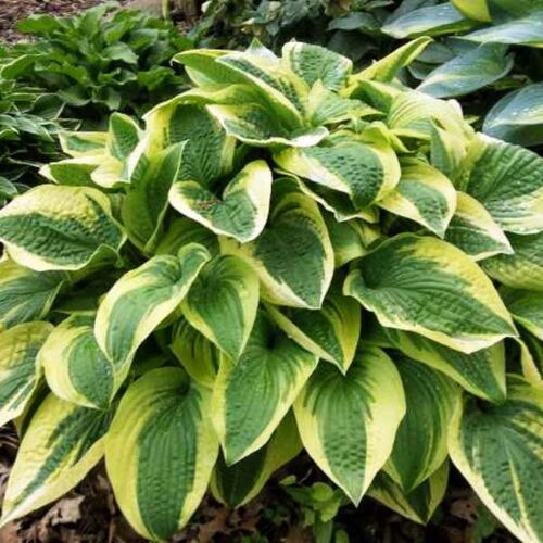 Хоста гибридная Альватин Тайлор/Hosta hybrid Alvatine Taylor Р1,5