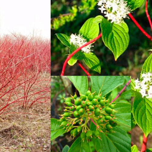 Дерен белый Сибирика/Cornus alba Sibirica (Ч22)