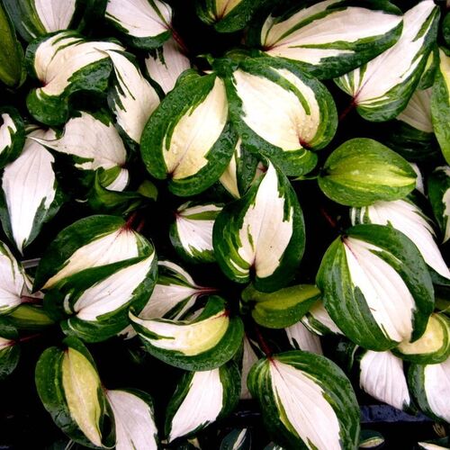 Хоста гибридная Распберри Сандей/Hosta hybrid Raspberry Sundae Р1,5