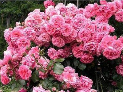 Роза плетистая Розариум Ютерсен/Rosarium Uetersen С6