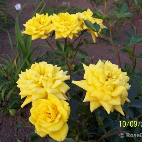 Роза миниатюрная Голд Ювел/Gold Yuwel С6